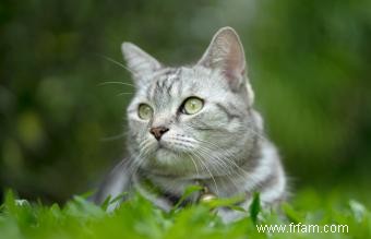 Profil de race de chat American Shorthair 