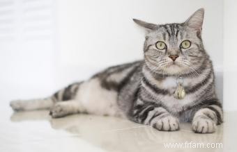 Profil de race de chat American Shorthair 