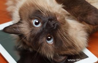 Caractéristiques, personnalité et images du chat balinais 