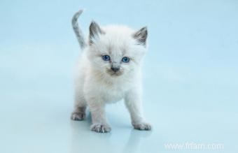 Caractéristiques, personnalité et images du chat balinais 