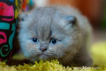 Caractéristiques et soin des chats persans 