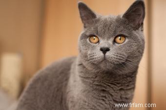 Caractéristiques des chats British Shorthair 