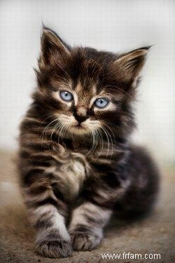 Caractéristiques des chats des forêts norvégiennes 