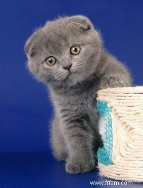 Caractéristiques des chatons Scottish Fold 