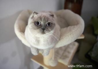 Caractéristiques des chatons Scottish Fold 