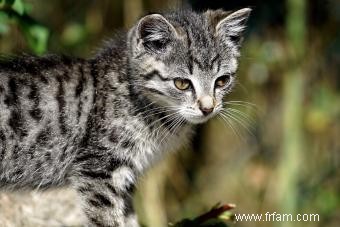 Modèles de couleur des chats tigré 