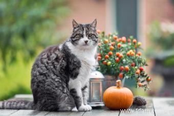 Modèles de couleur des chats tigré 