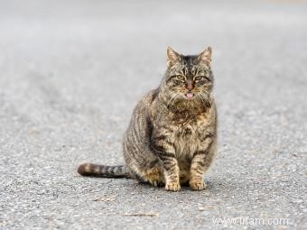 Modèles de couleur des chats tigré 