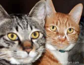 Modèles de couleur des chats tigré 