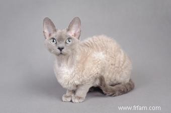 Profil de race de chat Devon Rex 