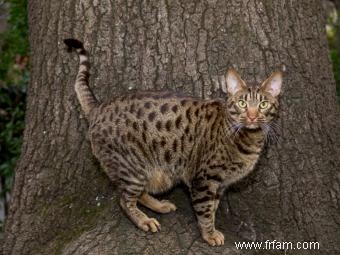 Races, comportement et santé des chats domestiques 