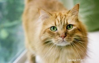 Ginger Tabby Cat Faits et races 