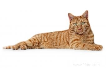 Ginger Tabby Cat Faits et races 