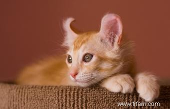 Ginger Tabby Cat Faits et races 