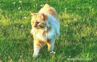 Ginger Tabby Cat Faits et races 