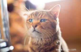 Ginger Tabby Cat Faits et races 