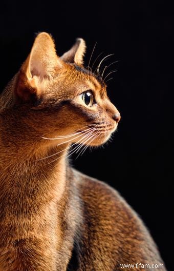 Histoire et faits sur les chats abyssins 