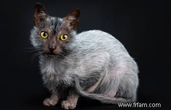 Chats loup-garou Lykoi 