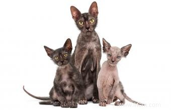 Chats loup-garou Lykoi 