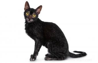 Chats loup-garou Lykoi 