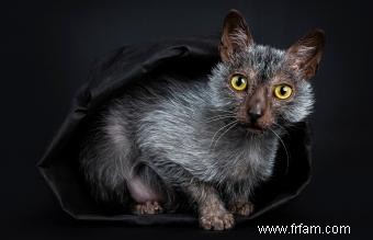 Chats loup-garou Lykoi 