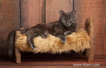 Profil de race de chat Nebelung avec traits de personnalité et images 