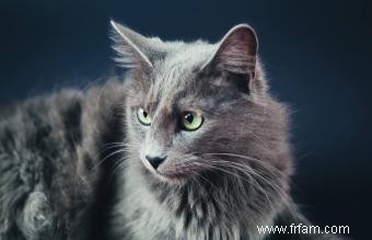 Profil de race de chat Nebelung avec traits de personnalité et images 