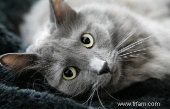 Profil de race de chat Nebelung avec traits de personnalité et images 