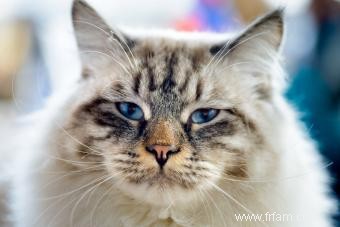 Profil de race de chat RagaMuffin 