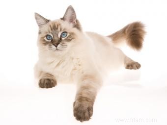 Caractéristiques et histoire de la race de chat Ragdoll 