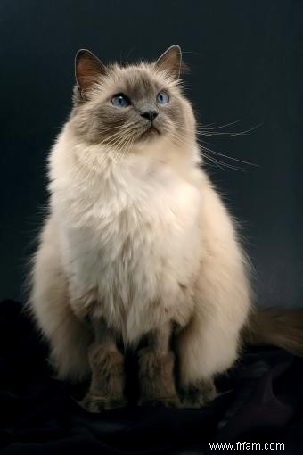 Caractéristiques et histoire de la race de chat Ragdoll 