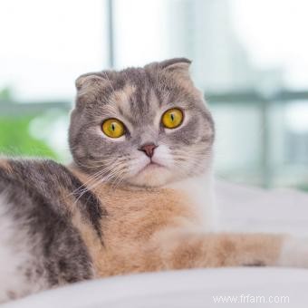 Histoire et informations sur la race de chat Scottish Fold 