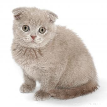 Histoire et informations sur la race de chat Scottish Fold 