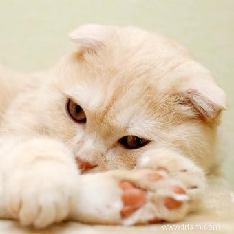 Histoire et informations sur la race de chat Scottish Fold 