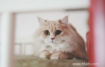 Caractéristiques et profil de la race de chat angora turc 