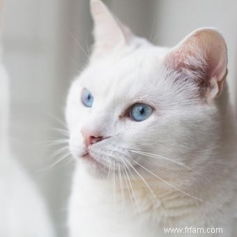 Caractéristiques et profil de la race de chat angora turc 