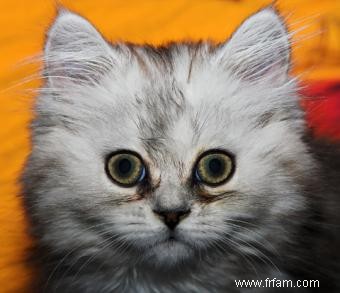 Comprendre les chatons persans au visage de poupée 