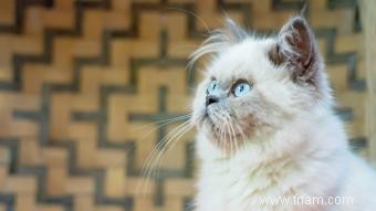 Comprendre les couleurs du chat himalayen 