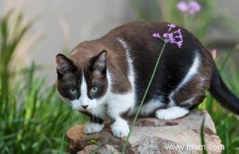 Quel type de chat ai-je ? 