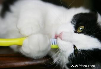 Comment brosser les dents de votre chat 