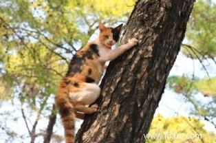 Comment faire sortir un chat d un arbre 