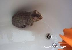 Comment donner un bain à un chat 