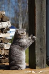 Comment empêcher les chats de gratter les meubles 