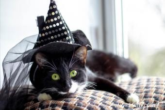 Sécurité d Halloween indispensable pour les animaux de compagnie, les chats noirs et les créatures 