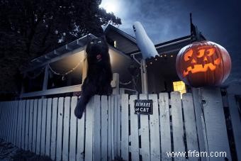 Sécurité d Halloween indispensable pour les animaux de compagnie, les chats noirs et les créatures 