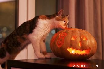 Sécurité d Halloween indispensable pour les animaux de compagnie, les chats noirs et les créatures 