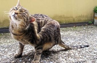 Révolution pour les chats - Un aperçu complet 