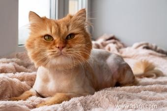 Devriez-vous obtenir une coupe de lion pour les chats ? Avantages et inconvénients 