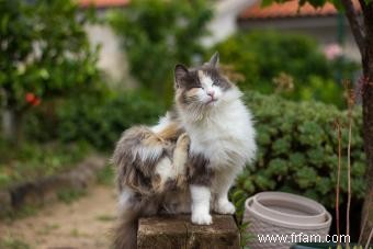 Faut-il laisser sortir son chat ? (Pour les propriétaires de chats d intérieur) 