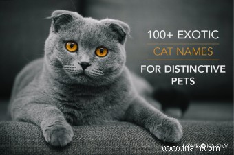 Plus de 100 noms de chats exotiques pour des animaux distinctifs 